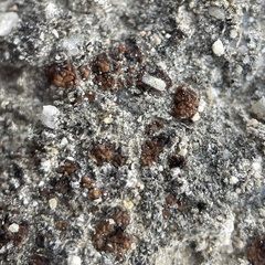 Acarospora