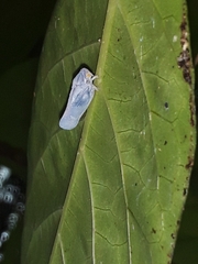 Metcalfa