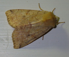 Enargia paleacea