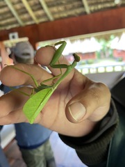 Pseudoxyops
