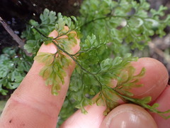Hymenophyllum