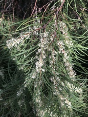 Hakea ulicina