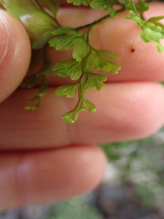 Hymenophyllum