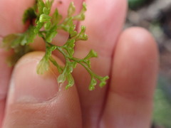 Hymenophyllum