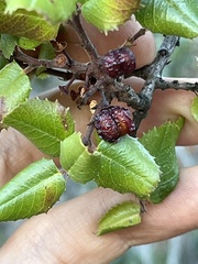 Ceanothus oliganthus