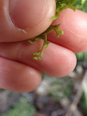 Hymenophyllum