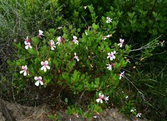 Pelargonium betulinum