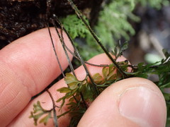 Hymenophyllum