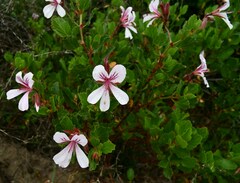 Pelargonium betulinum
