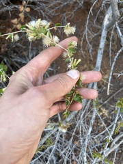 Brickellia californica