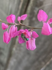 Augochloropsis metallica