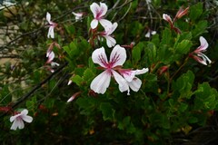 Pelargonium betulinum