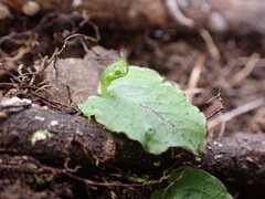 Corybas oblongus