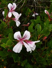 Pelargonium betulinum