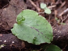 Corybas oblongus