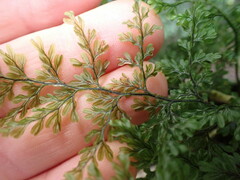Hymenophyllum