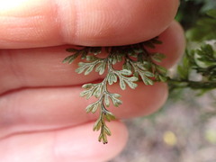 Hymenophyllum