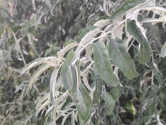 Elaeagnus angustifolia