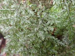 Hymenophyllum