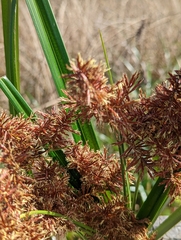 Cyperus lucidus