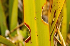 Ichneutica steropastis
