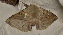 Anthela acuta