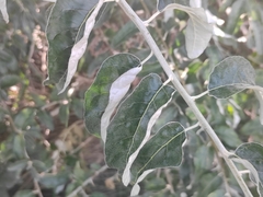 Elaeagnus angustifolia
