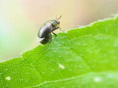 Celyphidae