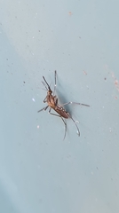 Coquillettidia linealis