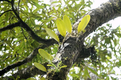 Bulbophyllum