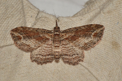 Chloroclystis filata