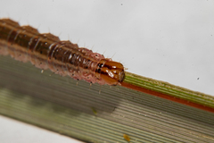Ichneutica steropastis
