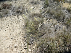 Bouteloua pectinata