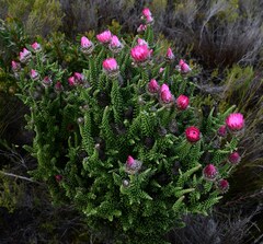 Phaenocoma prolifera