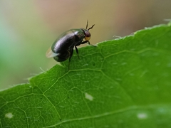 Celyphidae