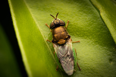 Odontomyia