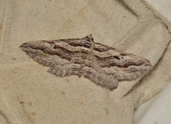 Chrysolarentia severata