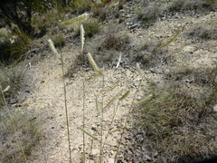 Bouteloua pectinata
