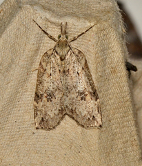 Neoteristis paraphanes
