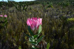 Protea compacta