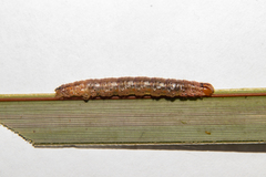 Ichneutica steropastis