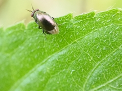 Celyphidae