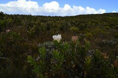 Protea compacta