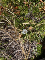 Gentiana newberryi