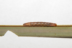 Ichneutica steropastis