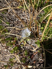 Gentiana newberryi