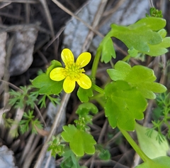 Ranunculus muricatus