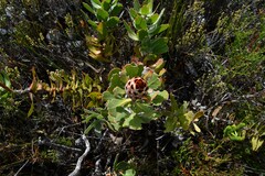 Protea speciosa