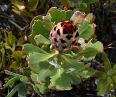 Protea speciosa