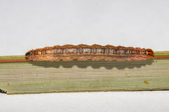 Ichneutica steropastis